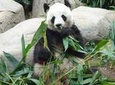 Private Day Tour: Chengdu Panda Breeding Base and Sanxingdui Museum