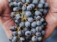 Private Wine Tour with Tastings from Eugene