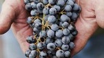 Private Wine Tour with Tastings from Eugene