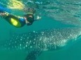  Whale Shark Swim Adventure in La Paz
