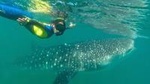  Whale Shark Swim Adventure in La Paz