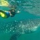  Whale Shark Swim Adventure in La Paz