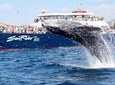 Whale-Watching Lunch Cruise in Los Cabos