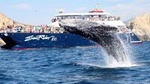 Whale-Watching Lunch Cruise in Los Cabos