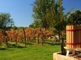 Wine Tour of Etyek from Budapest, with tasting even 10 kinds of wine