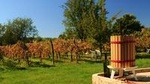 Wine Tour of Etyek from Budapest, with tasting even 10 kinds of wine
