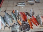 Visit Malé Fish Market, Maldives
