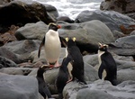 See Tawaki (Fiordland Crested) Penguins in New Zealand