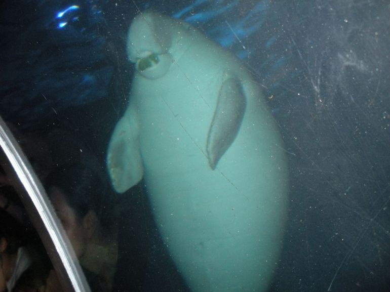 Quicksilver Outer Great Barrier Reef Snorkel Cruise from Palm Cove