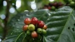 Arenal Coffee Tour