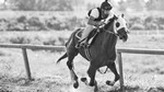 Behind the Scenes Thoroughbred Tour