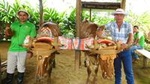Rio Celeste Cultural & Milking Tour