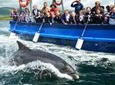 Dingle Dolphin Boat Tour