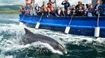 Dingle Dolphin Boat Tour