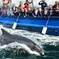 Dingle Dolphin Boat Tour