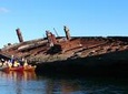 Adelaide Dolphin Sanctuary and Ships Graveyard Kayak Tour