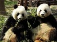 Private Day Tour: Dujiangyan Panda Base Volunteering from Chengdu