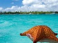 Saona Island Day Trip and Cruise from Punta Cana 