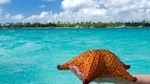Saona Island Day Trip and Cruise from Punta Cana 