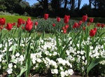 Visit Queen Wilhelmina Tulip Garden, San Francisco, California