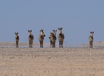 Explore Naukluft Mountain Zebra Park, Namibia