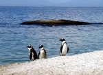 See African Penguin on Mercury Island, Namibia