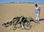 See a Welwitschia
