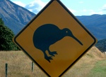 See a Kiwi in the Wild