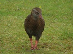 See a Weka