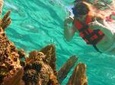 Snorkeling Adventure from Cancun and Riviera Maya