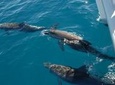 Fraser Island Sailing Adventure Cruise and Dolphin Watching from Hervey Bay