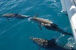 Fraser Island Sailing Adventure Cruise and Dolphin Watching from Hervey Bay