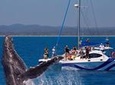 Blue Dolphin Small-Group Hervey Bay Whale Watching Cruise