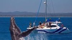 Blue Dolphin Small-Group Hervey Bay Whale Watching Cruise
