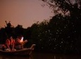 Private Tour: Kuala Selangor Firefly Blinkings including Seafood Dinner