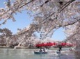 Private Cherry Blossom Tour in Hirosaki with a Local Guide