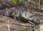 See American Alligator in the Wild