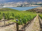 Wine Taste at Coopers Creek Vineyard, New Zealand