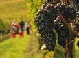 Brunello and Nobile Wine Lovers' Tour: Montalcino and Montepulciano