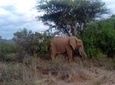 Private 3-Day Tsavo Safari from Mombasa