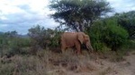 Private 3-Day Tsavo Safari from Mombasa