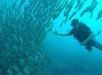 Scuba Diving at Playa Hermosa, Coco and Ocotal Beach