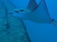 Two Tank Private SCUBA Diving Charter from Waikiki