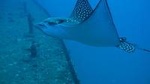 Two Tank Private SCUBA Diving Charter from Waikiki