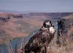 Birding Morley Nelson Snake River Birds of Prey National Conservation Area, Idaho