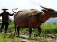 Private Half Day Luang Prabang Rural Farm Experience with Lunch
