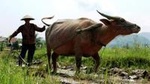 Private Half Day Luang Prabang Rural Farm Experience with Lunch