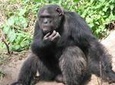 Full-Day Ol Pejeta Conservancy and Chimpanzee Sanctuary Tour from Nairobi