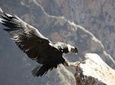 Full Day Trip to Colca Canyon from Arequipa