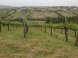 Full-Day Wine Tasting Tour in the Province of Avellino